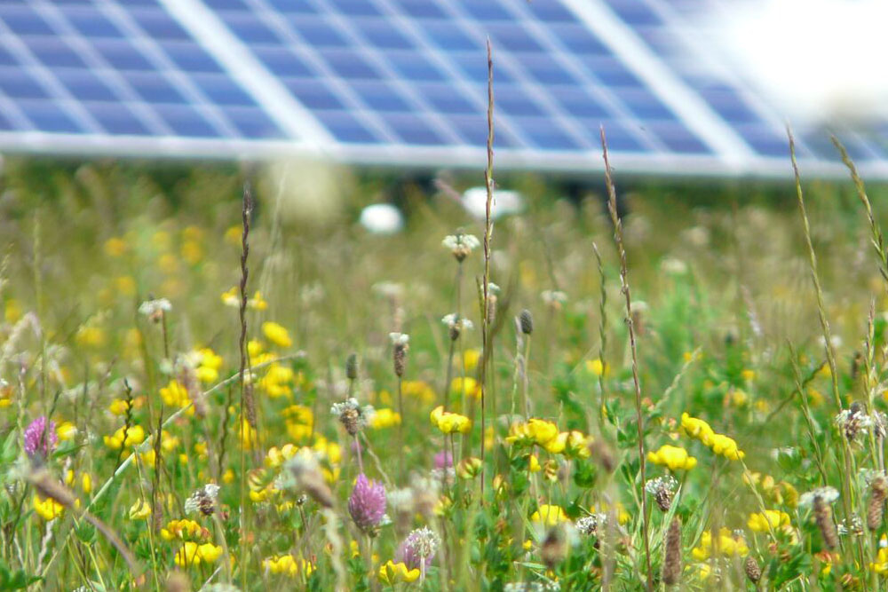 Regen - Dorset Shoot Richard Austin Tel: 07831 566005
